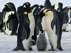 belonging - penguins